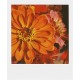 Impossible - 2785 - pellicule couleur pour Appareil Polaroid type P600 - cadre blanc - 8 feuilles par boîte